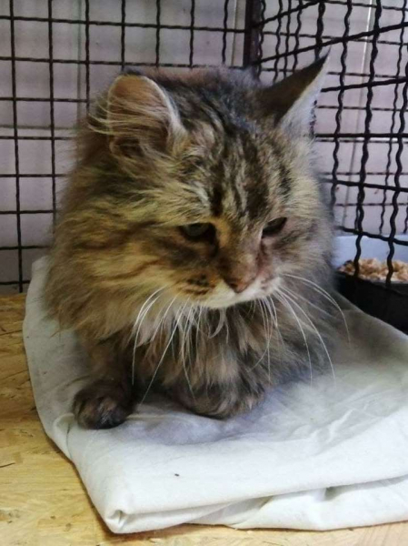 Какие котики в Каменском ищут новый дом