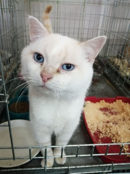 Какие котики в Каменском ищут новый дом