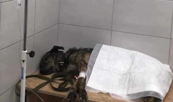 Каким животным в Каменском нужна помощь