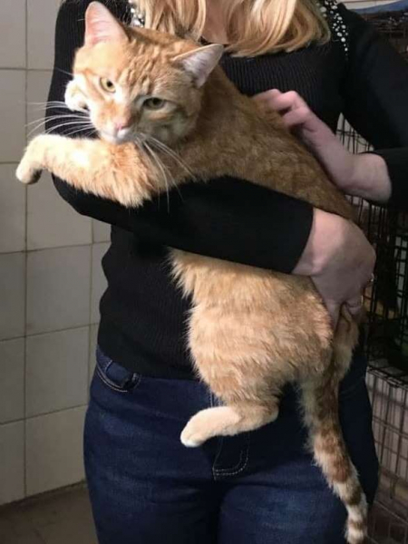 Какие котики в Каменском ищут новый дом