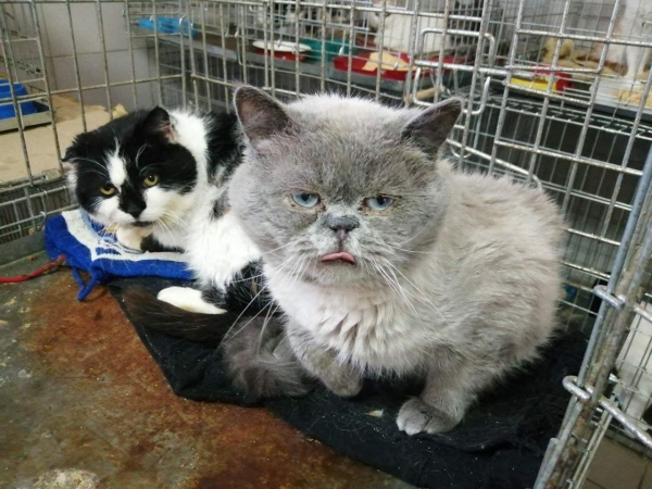 Какие котики в Каменском ищут новый дом