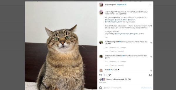 Харьковский кот собрал более 10 тысяч долларов для помощи животным