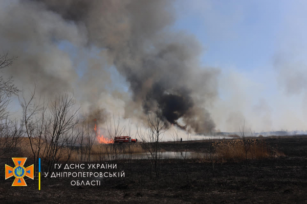Больше полусотни пожарных тушили лес в Павлоградском районе
