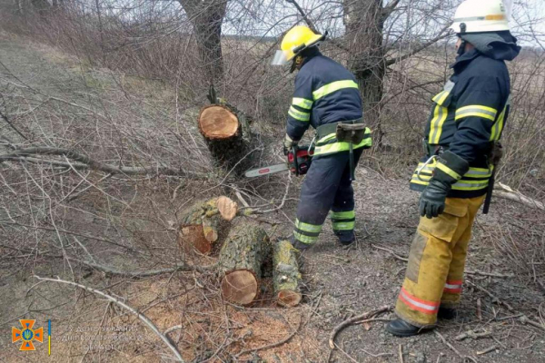 Из-за сильного ветра на дороги Днепропетровщины падают деревья
