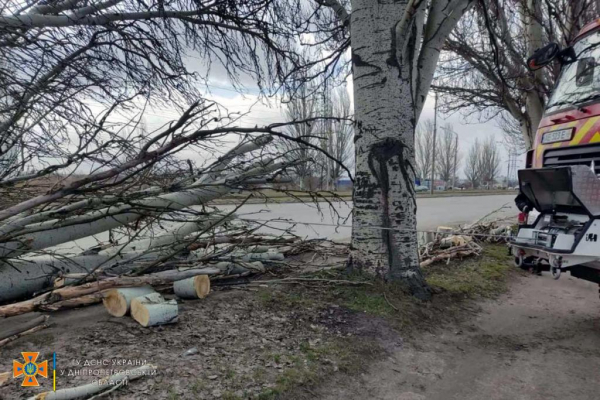Из-за сильного ветра на дороги Днепропетровщины падают деревья
