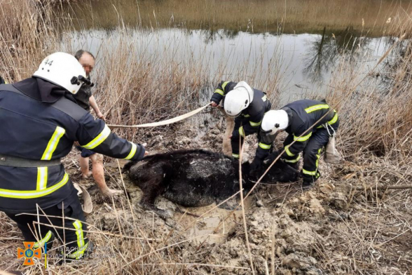 На Днепропетровщине спасли увязшую в грязи корову
