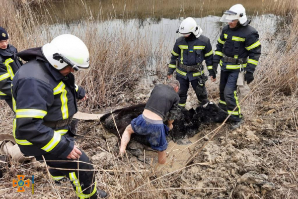 На Днепропетровщине спасли увязшую в грязи корову
