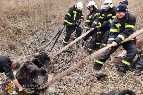 На Днепропетровщине спасли увязшую в грязи корову
