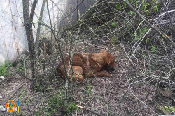 В Криворожском районе спасли собаку
