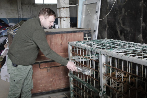 В Днепр эвакуировали полтора десятка кошачьих