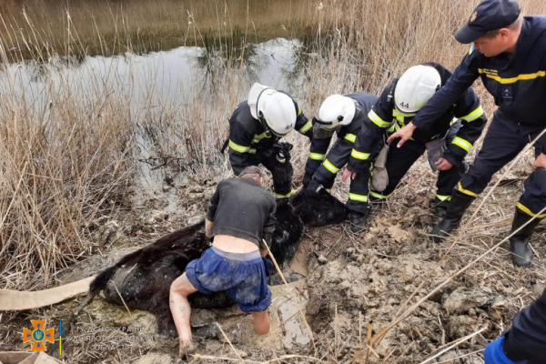 На Днепропетровщине спасли увязшую в грязи корову
