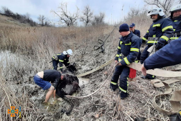 На Днепропетровщине спасли увязшую в грязи корову
