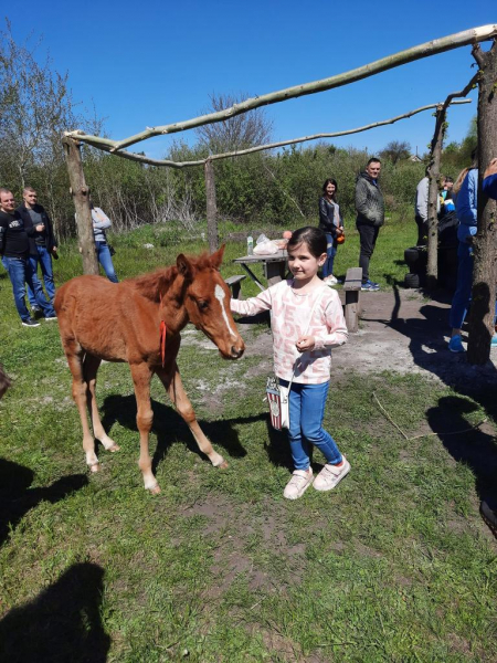 Для переселенцев в Каменском организовали посещение конного клуба
