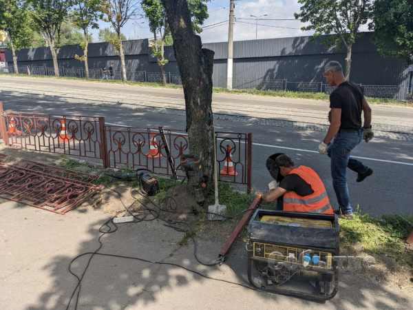 На центральном проспекте в Каменском высаживают новые деревья
