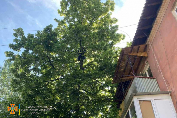 В Днепре спасатели сняли с дерева домашнего кота
