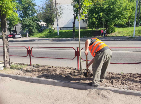 На центральном проспекте в Каменском высаживают новые деревья
