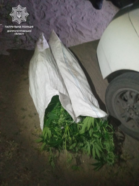Во дворе у жителя Самарского района Днепра обнаружили 38 кустов конопли
