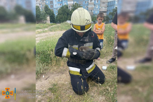 В Днепре спасли застрявшего в трубе ежика
В Днепре спасли застрявшего в трубе ежика