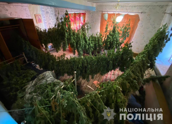 Полиция Днепропетровщины обнаружила теплицы с коноплей на 3 миллиона гривен
