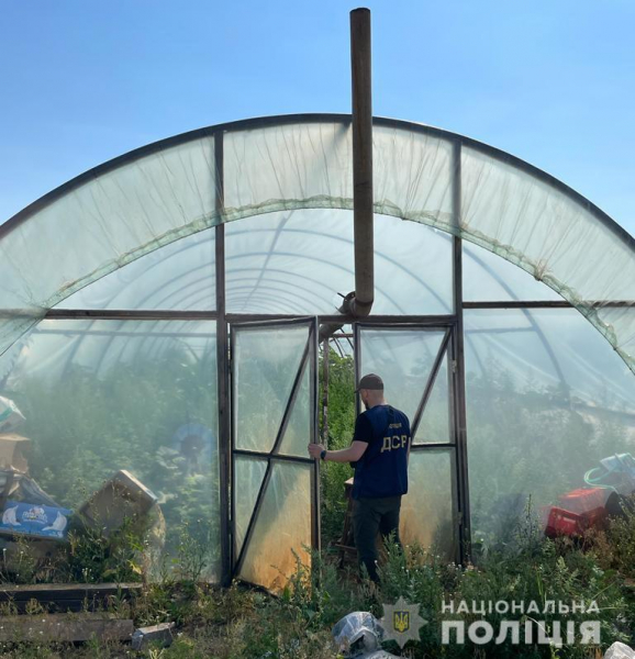 Полиция Днепропетровщины обнаружила теплицы с коноплей на 3 миллиона гривен
