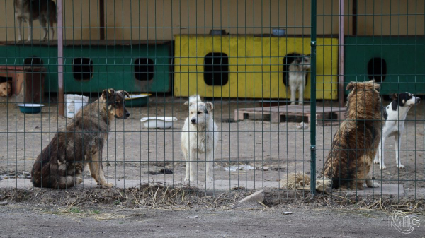 Животные в поисках семьи: где в Каменском найти себе желанного друга