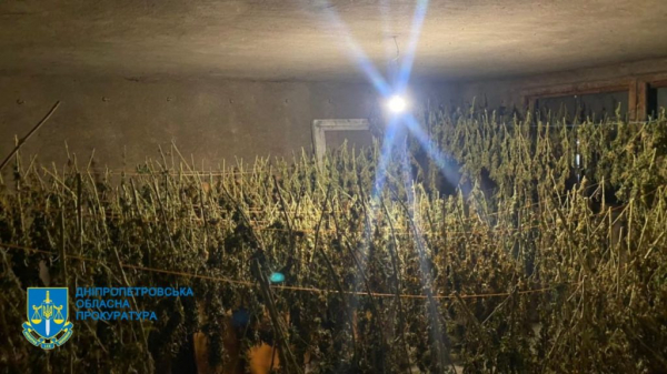 Правоохоронці Дніпропетровщини викрили розгалужену мережу продажу канабісу: вилучено понад 100 кг сушених рослин