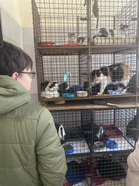 Каменской приют для животных вновь встречал гостей
