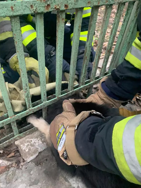 У Кам&rsquo;янському районі врятували собаку, який застряг у залізному паркані