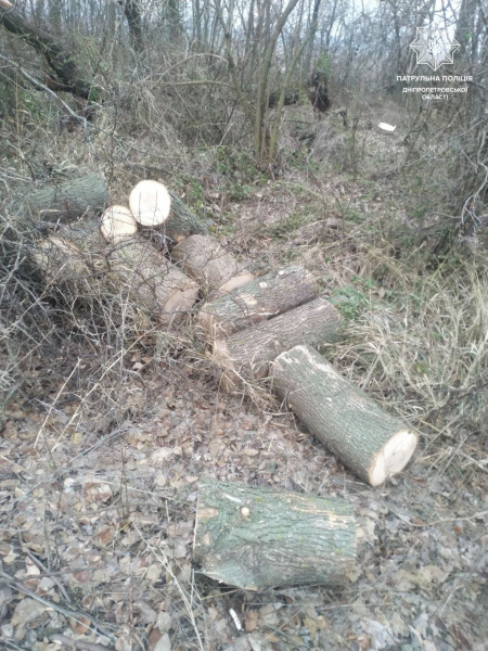 У Дніпровському районі викрили чоловіків, які незаконно спилювали дерева