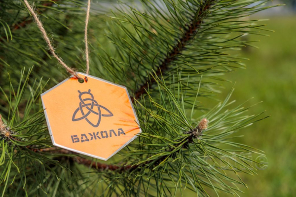 На Дніпробудівському пляжі у Кам&rsquo;янському висадили молоді дерева