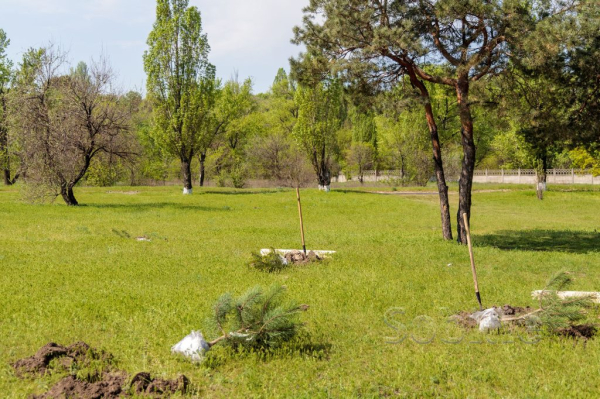 На Дніпробудівському пляжі у Кам&rsquo;янському висадили молоді дерева