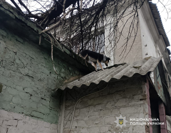 У Кам’янському врятували дитину та тварин із даху занедбаної будівлі У Кам’янському врятували дитину та тварин із даху занедбаної будівлі
