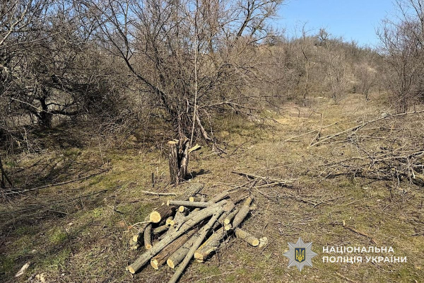 На Криворіжжі чоловік вирубав дерева у заказнику: збитки перевищили 600 тисяч гривень