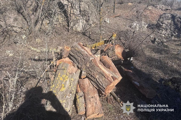 На Криворіжжі чоловік вирубав дерева у заказнику: збитки перевищили 600 тисяч гривень