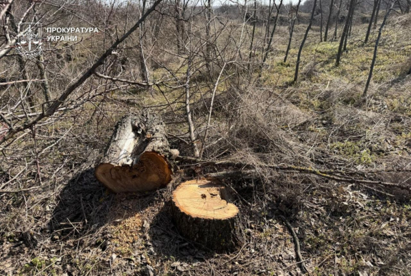 На Криворіжжі чоловік вирубав дерева у заказнику: збитки перевищили 600 тисяч гривень